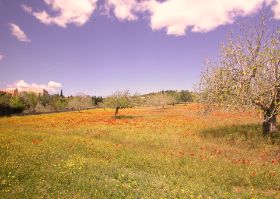 .Blumenfeld auf dem Weg zur Finca (7).JPG